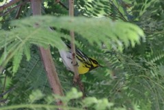 Setophaga townsendi