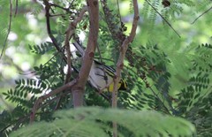 Setophaga townsendi