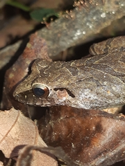 Pristimantis achatinus