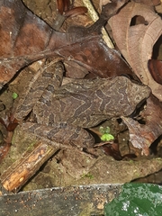 Pristimantis achatinus