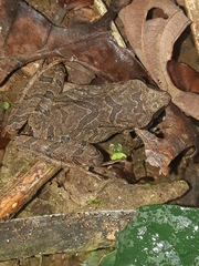 Pristimantis achatinus