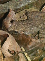 Pristimantis achatinus