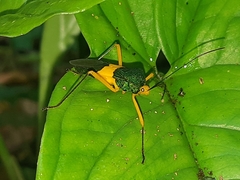 Paryphes
