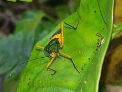 Paryphes