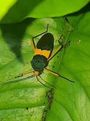 Paryphes