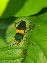 Paryphes