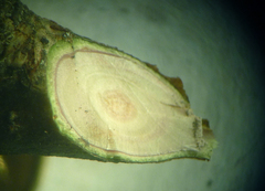 Malus niedzwetzkyana