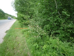 Malus niedzwetzkyana