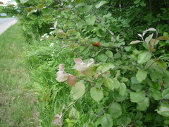 Malus niedzwetzkyana