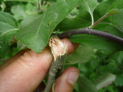 Malus niedzwetzkyana