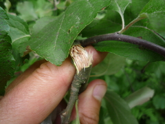 Malus niedzwetzkyana