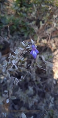 Salvia thymoides