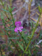 Dicerandra × thinicola