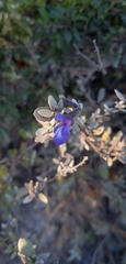 Salvia thymoides