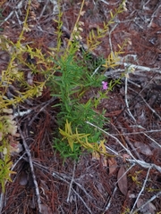 Dicerandra × thinicola