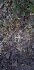 Salvia thymoides