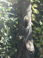 Sciurus carolinensis