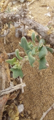 Chenopodium petiolare