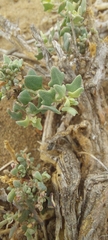 Chenopodium petiolare