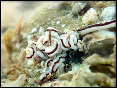 Baseodiscus hemprichii