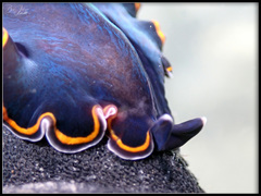 Pseudobiceros hancockanus