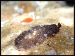 Acanthozoon fuscobulbosum