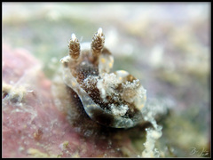 Goniodoris joubini