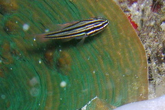 Ostorhinchus multilineatus