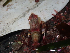 Spirontocaris prionota