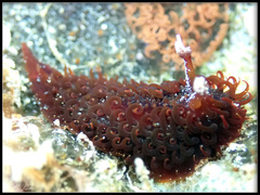 Madrella ferruginosa