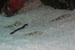 Fusigobius inframaculatus