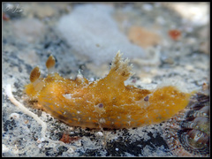 Plocamopherus pecoso