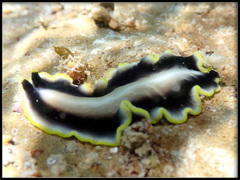 Pseudoceros paralaticlavus