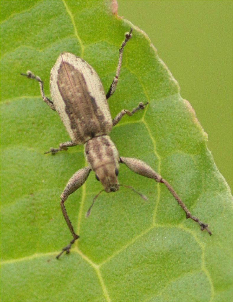 Pandeleteius hadromeroides