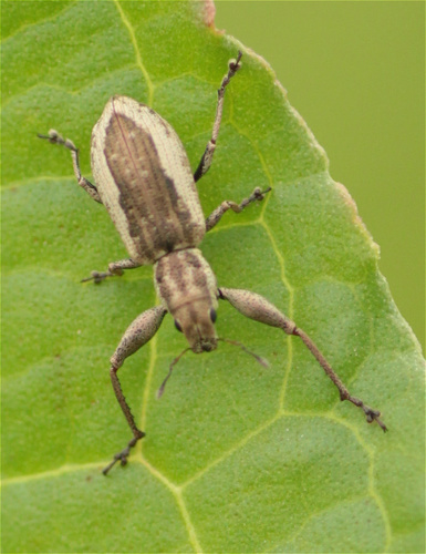 Pandeleteius hadromeroides