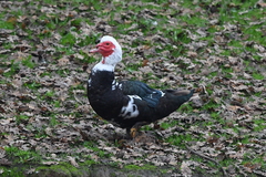 Cairina moschata domestica