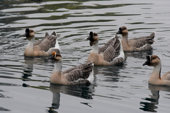 Anser cygnoides domesticus