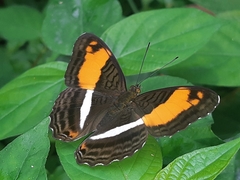 Adelpha cocala lorzae