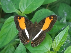 Adelpha cocala lorzae