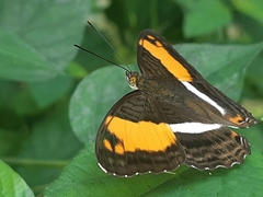 Adelpha cocala lorzae