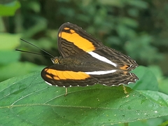 Adelpha cocala lorzae