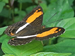 Adelpha cocala lorzae