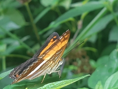 Adelpha cocala lorzae