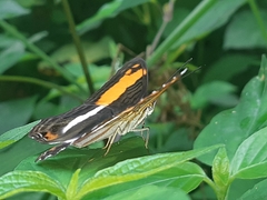 Adelpha cocala lorzae