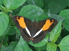 Adelpha cocala lorzae