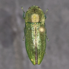 Agaeocera gentilis