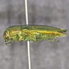 Agaeocera gentilis