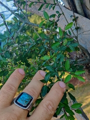 Ilex vomitoria image