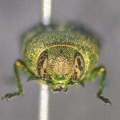 Agaeocera gentilis