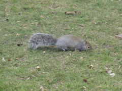 Sciurus carolinensis